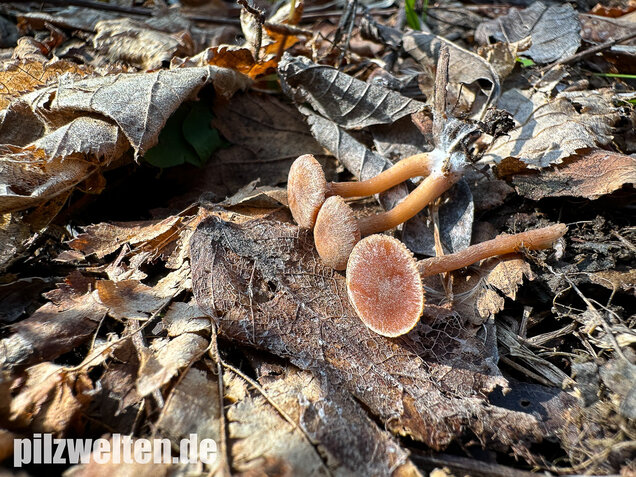 Flockiger Trompetenschnitzling, Tubaria conspersa