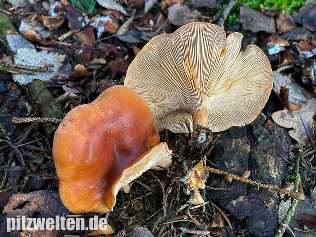 Fuchsiger Röteltrichterling, Paralepista flaccida