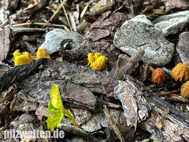 Gelbes Fadenkeulchen, Stemonitis flavogenita