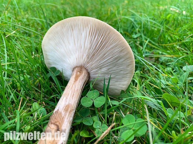 Gemeiner Weichritterling, Melanoleuca melaleuca