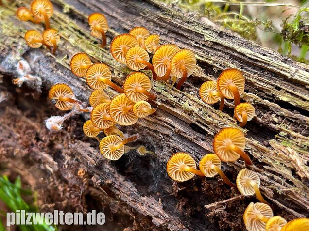 Geselliger Glöckchennabeling, Xeromphalina campanella