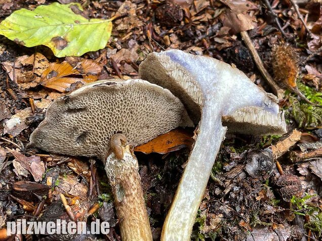 Grauer Lärchenröhrling, Suillus viscidus