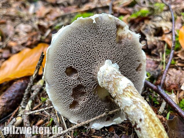 Grauer Lärchenröhrling, Suillus viscidus