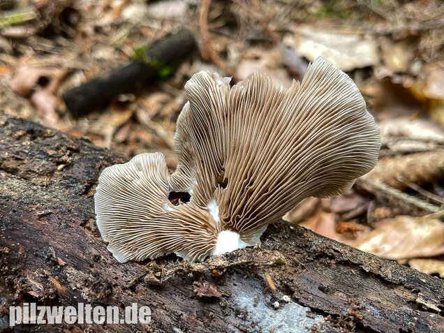 Großes Stummelfüßchen, Crepidotus autochthonus