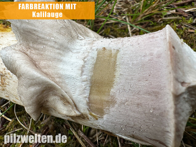 Großsporiger Riesenchampignon, Agaricus urinascens