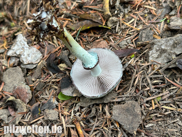 Grünspanträuschling, Stropharia aeruginosa