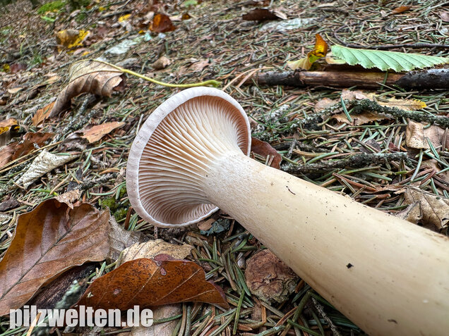 Mönchskopf, Infundibulicybe geotropa