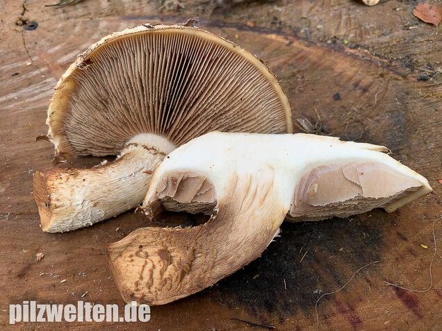 Pappelschüppling, Pholiota populnea