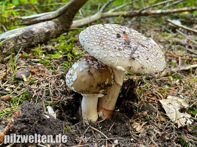 Perlpilz, Rötender Wulstling, Amanita rubescens