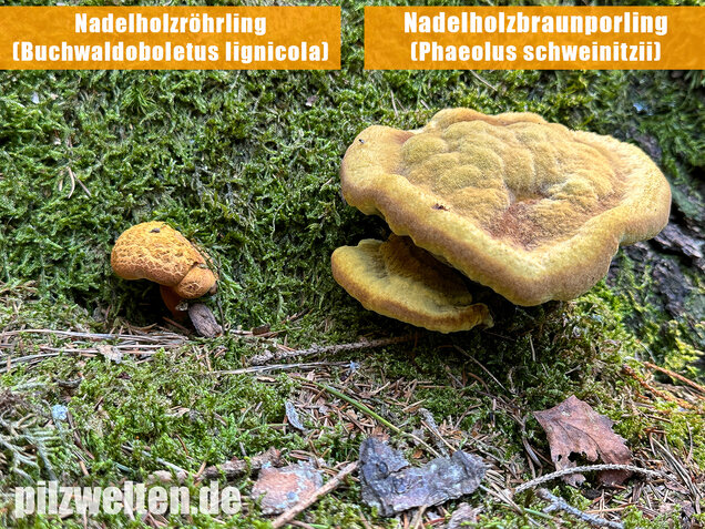 Nadelholzröhrling, Nadelholz-Pulverröhrling, Buchwaldoboletus lignicola