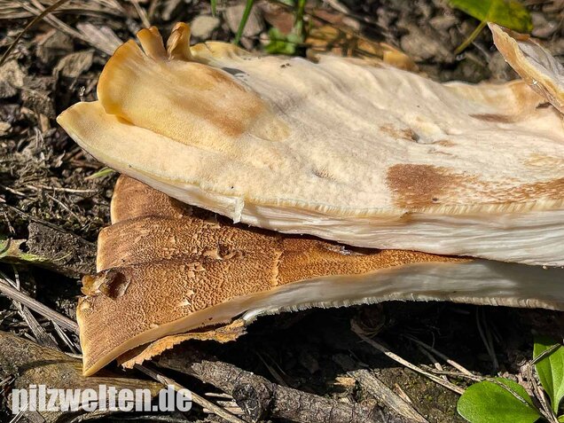 Riesenporling, Meripilus giganteus