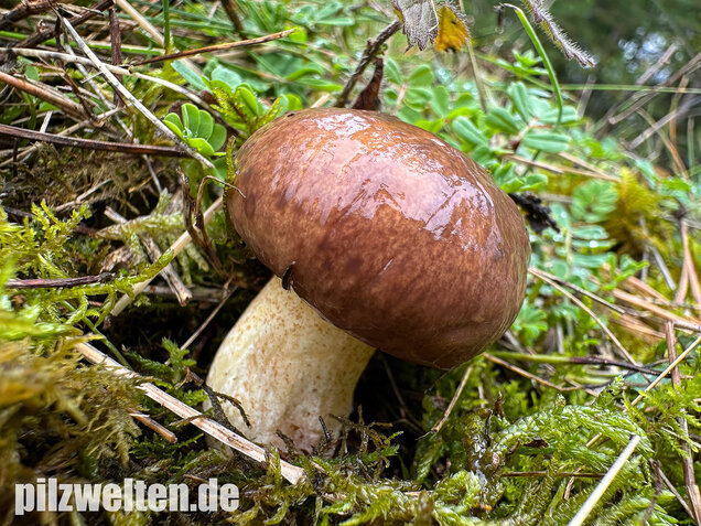 Ringloser Butterpilz, Suillus collinitus
