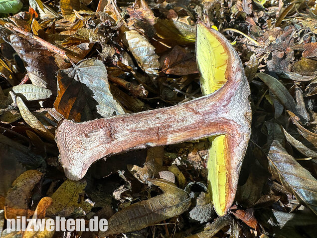Gelbblättriger Rasling, Rötender Schönkopf, Calocybe favrei