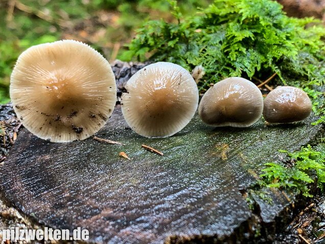 Rosablättriger Helmling, Mycena galericulata