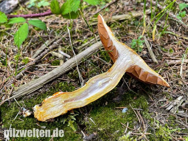 Rotschuppiger Raukopf, Cortinarius bolaris