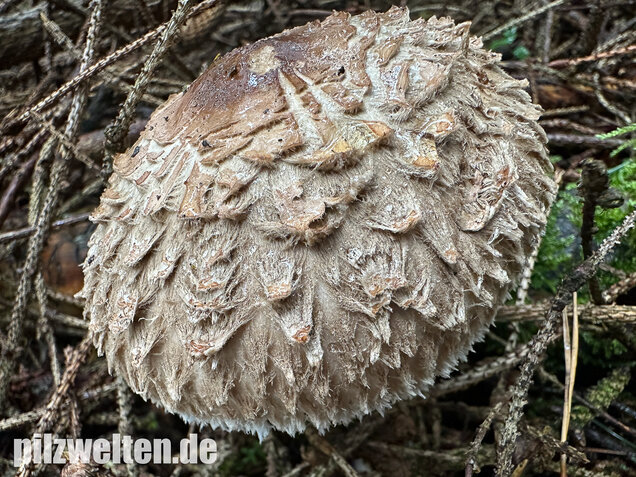 Olivbrauner Safranschirmling, Wald-Safranschirmling, Chlorophyllum olivieri