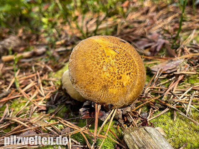 Sandröhrling, Suillus variegatus