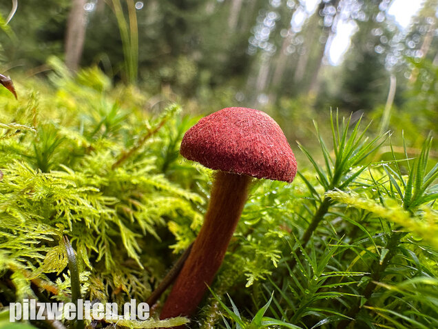 Blutroter Hautkopf, Bluthautkopf, Cortinarius sanguineus