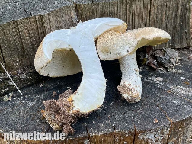 Schuppiger Sägeblättling, Neolentinus lepideus