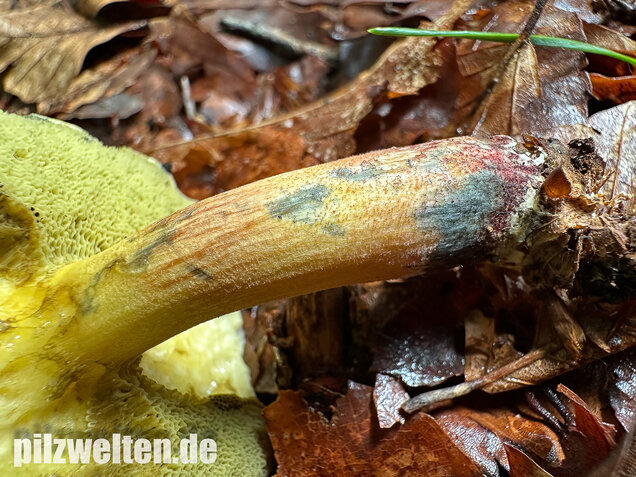 Starkblauender Rotfußröhrling, Xerocomellus cisalpinus