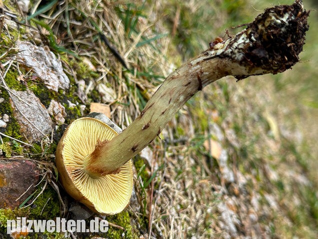 Stinkender Schleimkopf, Gelber Schleimkopf, Phlegmacium mussivum
