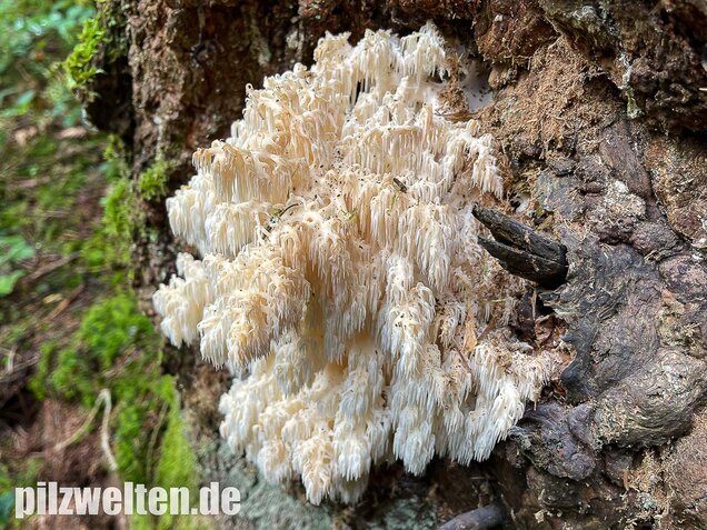 Tannenstachelbart, Hericium flagellum