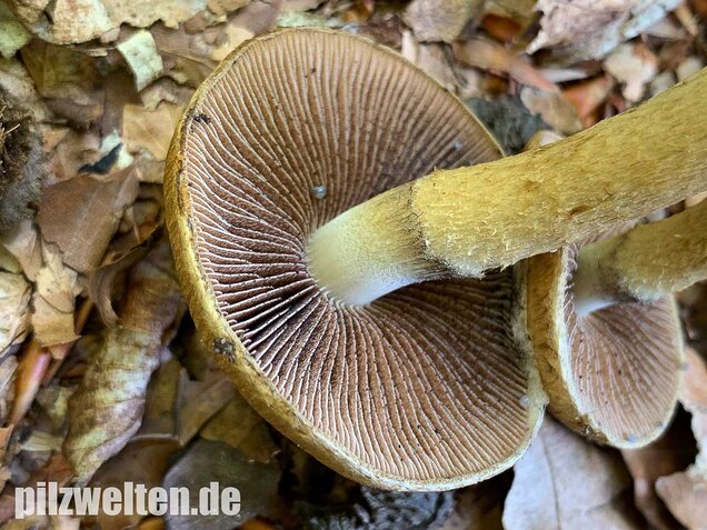 Tränender Saumpilz, Lacrymaria lacrymabunda