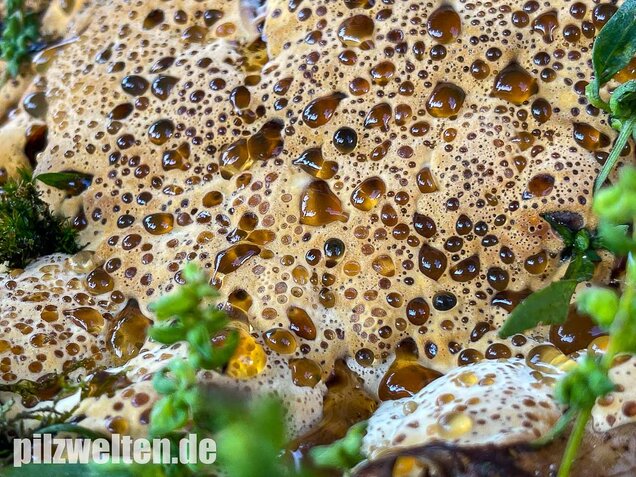 Tropfender Schillerporling, Pseudoinonotus dryadeus