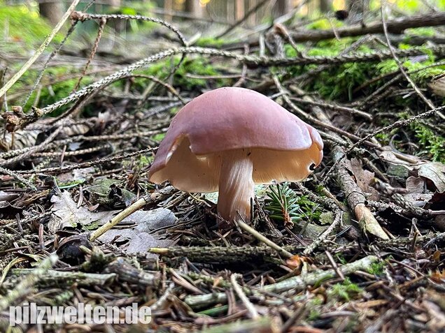 Verdrehter Rübling, Rhodocollybia prolixa