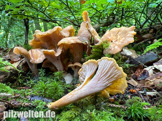 Gelbvioletter Pfifferling, Cantharellus ianthinoxanthus
