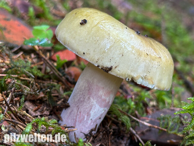 Violettstieliger Pfirsichtäubling, Russula violeipes