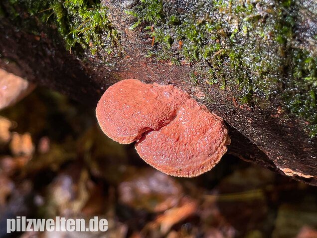 Zimtfarbener Weichporling, Hapalopilus rutilans