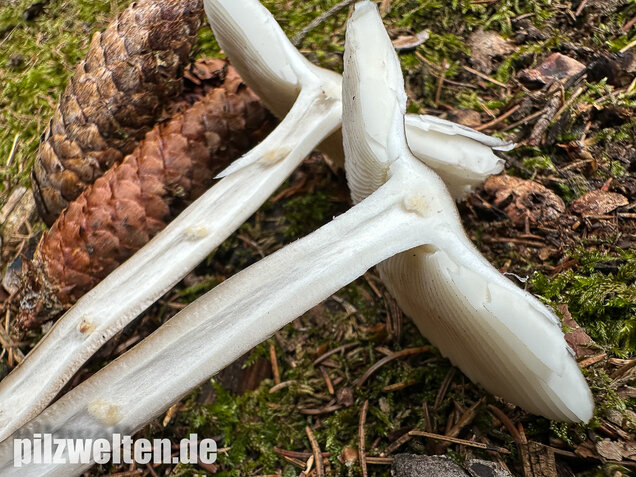 Zweifarbiger Scheidenstreifling, Unterteilter Streifling, Amanita battarrae