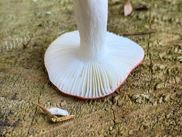 Birkenspeitäubling, Russula betularum