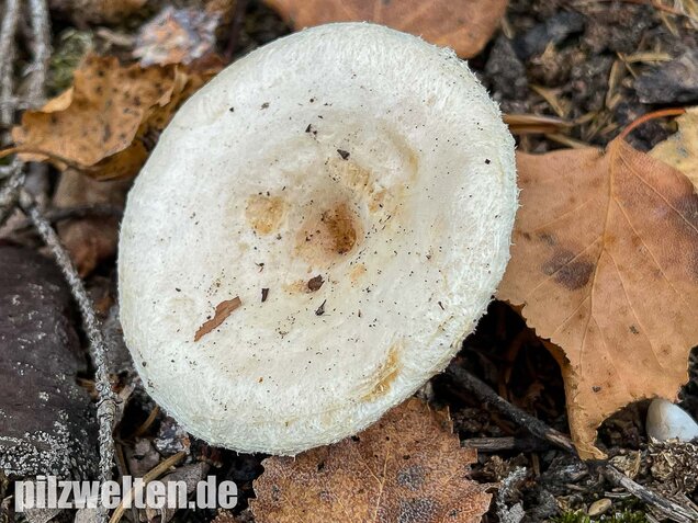 Blasser Birkenmilchling, Lactarius pubescens