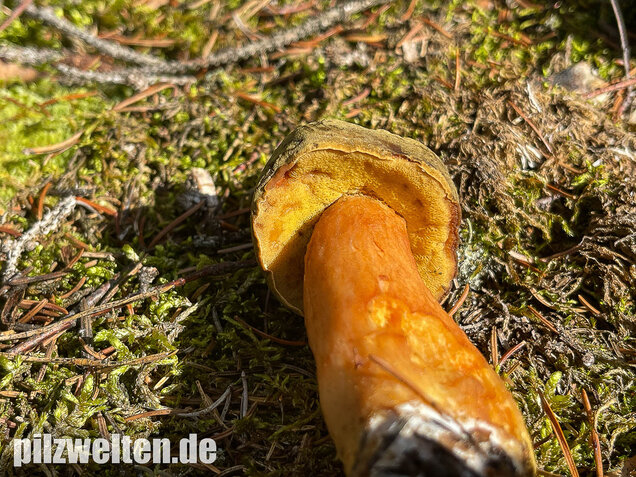 Brauner Filzröhrling, Braune Ziegenlippe, Xerocomus ferrugineus