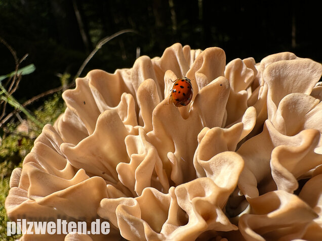 Breitblättrige Glucke, Sparassis brevipes