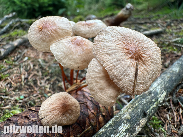 Knoblauchschwindling, Mycetinis scorodonius