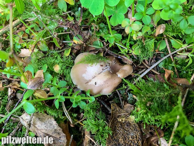 Fleischbräunlicher Anistrichterling, Clitocybe obsoleta