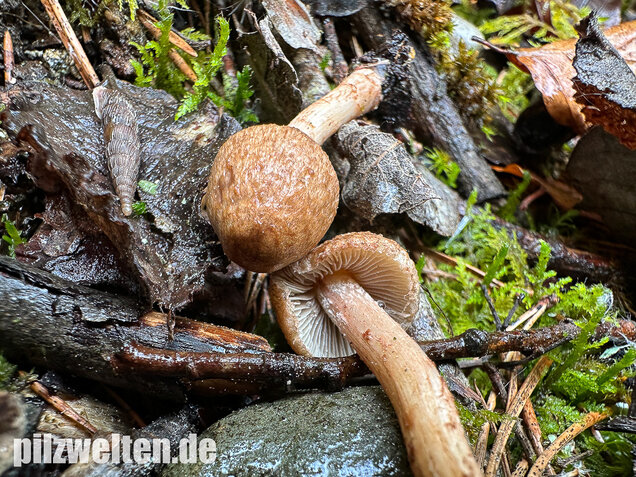 Frühlingsrisspilz, Später Risspilz, Inocybe nitidiuscula