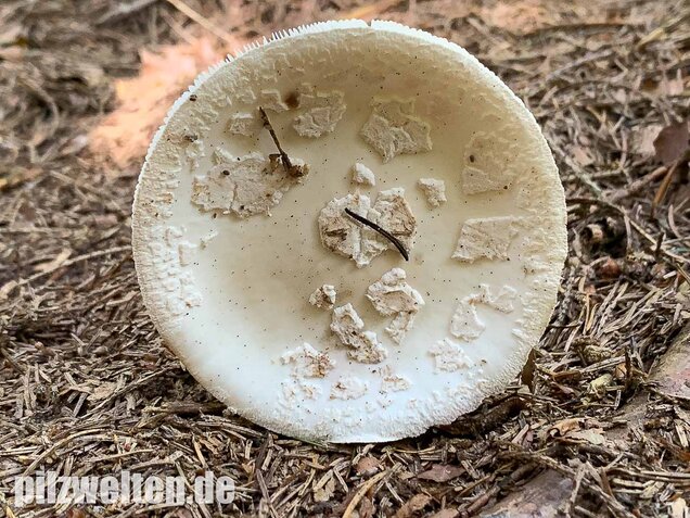 Gelber Knollenblätterpilz (weiße Form), Amanita citrina var. alba