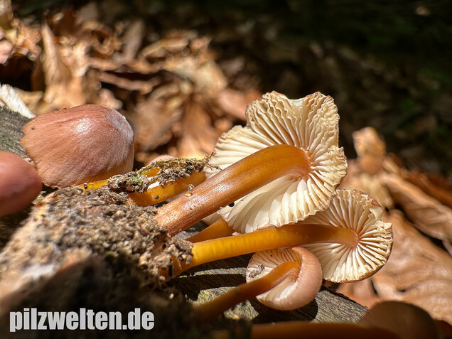 Gelbstieliger Nitrathelmling, Gelbfüßiger Nitrosehelmling, Mycena renati
