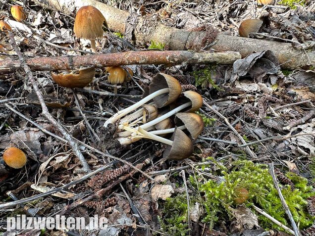Glimmertintling, Coprinellus micaceus