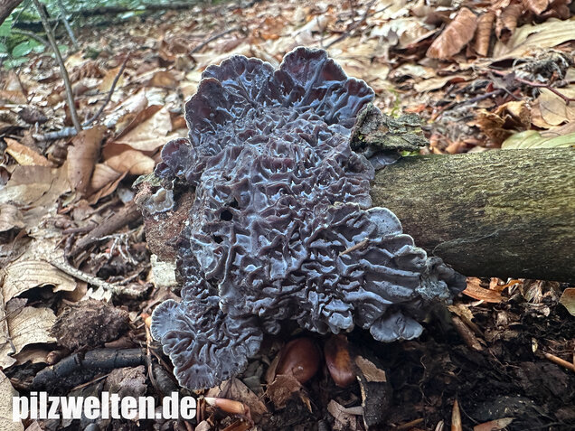 Gezonter Ohrlappenpilz,  Auricularia mesenterica