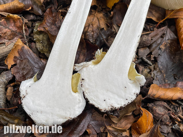 Grüner Knollenblätterpilz, Amanita phalloides