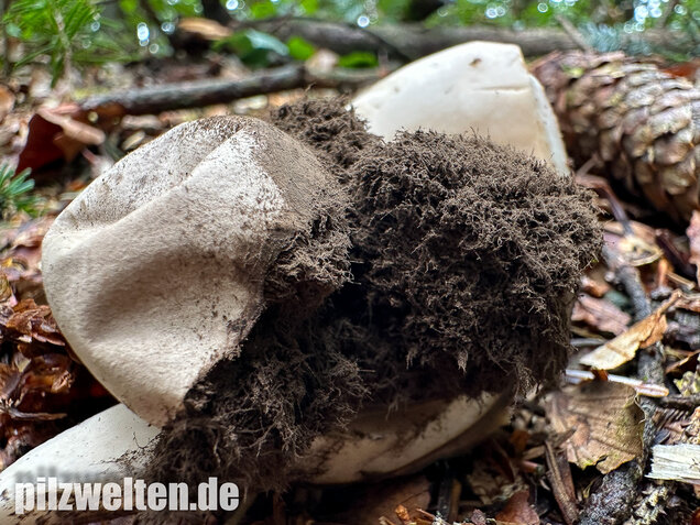 Halskrausen-Erdstern, Geastrum michelianum