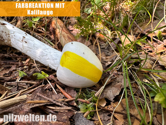 Kegelhütiger Knollenblätterpilz, Amanita virosa