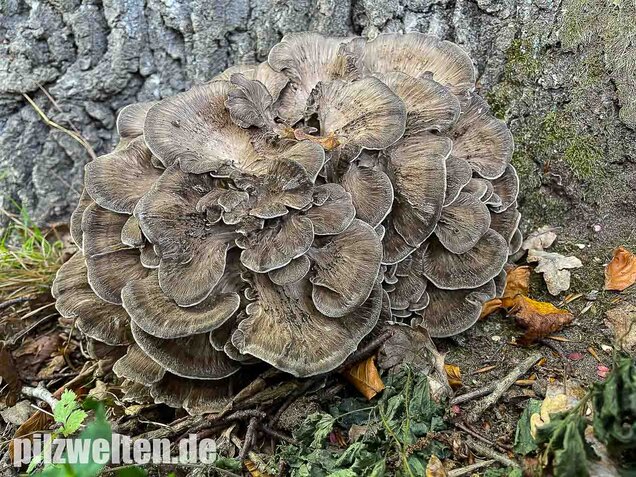 Klapperschwamm, Maitake, Grifola frondosa