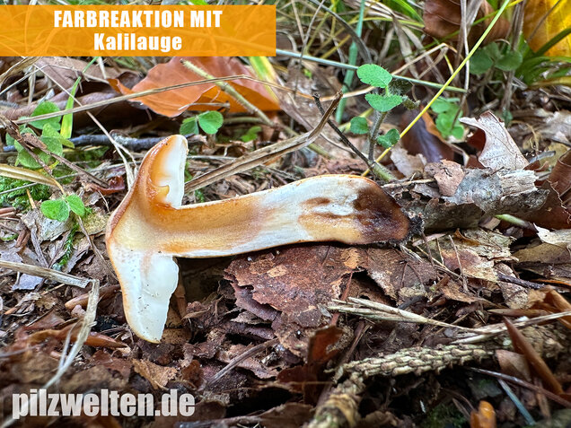 Lärchenritterling, Schwammiger Ritterling, Tricholoma psammopus