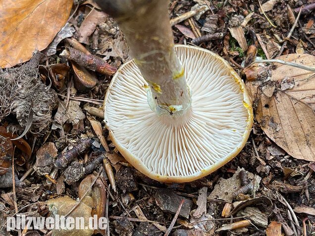 Laubholzhallimasch, Armillaria gallica